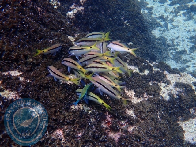 02-03 Ağustos KAŞ