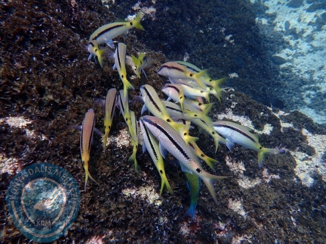 02-03 Ağustos KAŞ