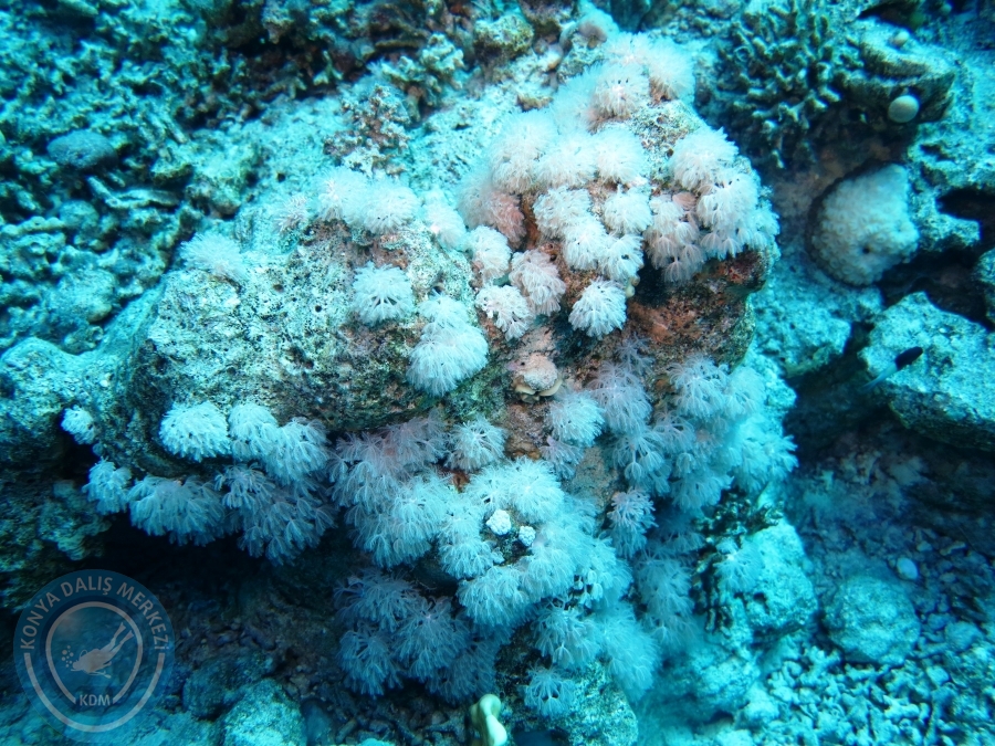 02-08 Aralık 2017 Sharm El Sheikh