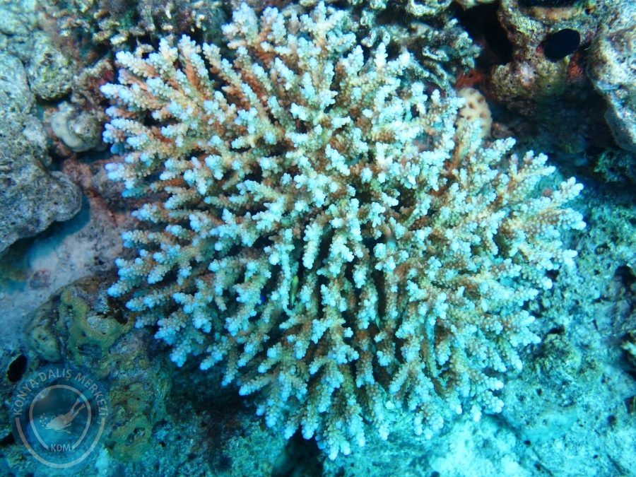 02-08 Aralık 2017 Sharm El Sheikh