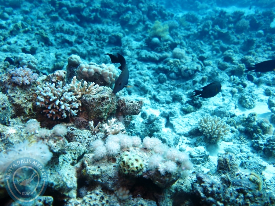 02-08 Aralık 2017 Sharm El Sheikh