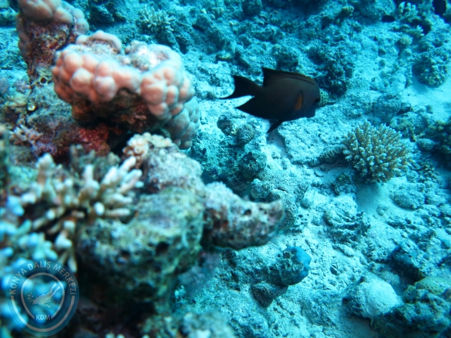 02-08 Aralık 2017 Sharm El Sheikh
