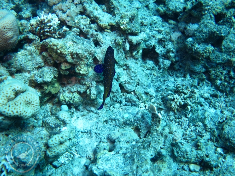 02-08 Aralık 2017 Sharm El Sheikh
