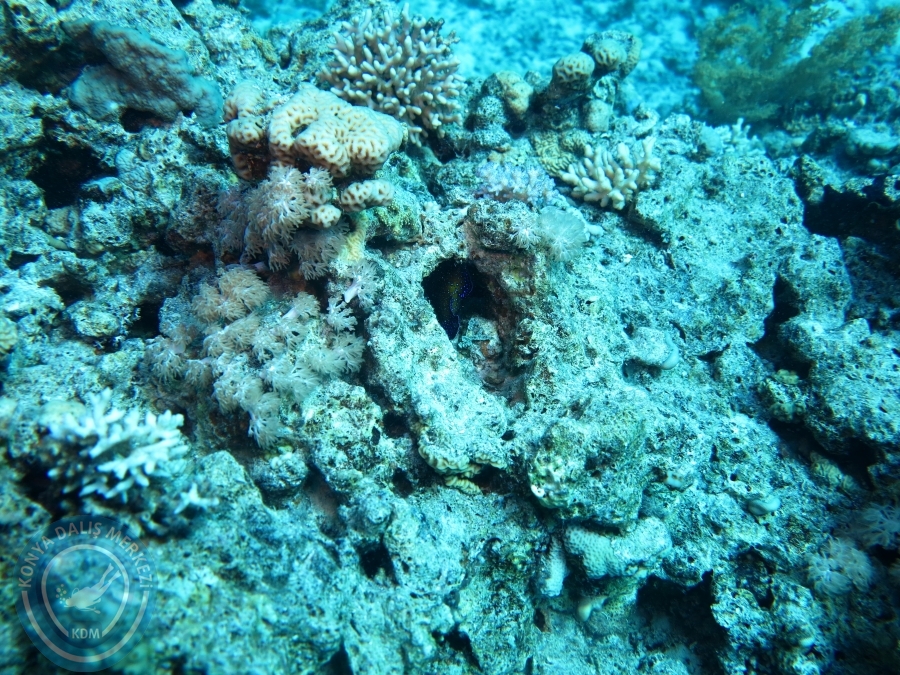 02-08 Aralık 2017 Sharm El Sheikh
