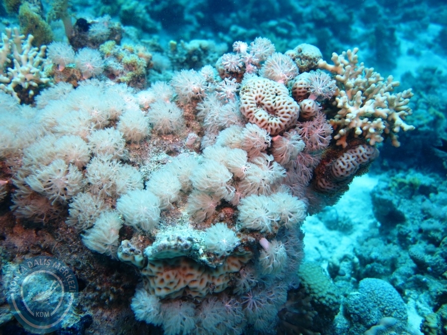 02-08 Aralık 2017 Sharm El Sheikh