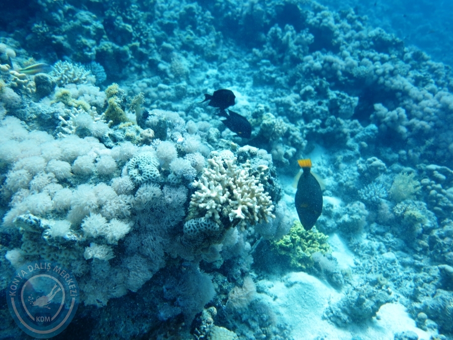 02-08 Aralık 2017 Sharm El Sheikh