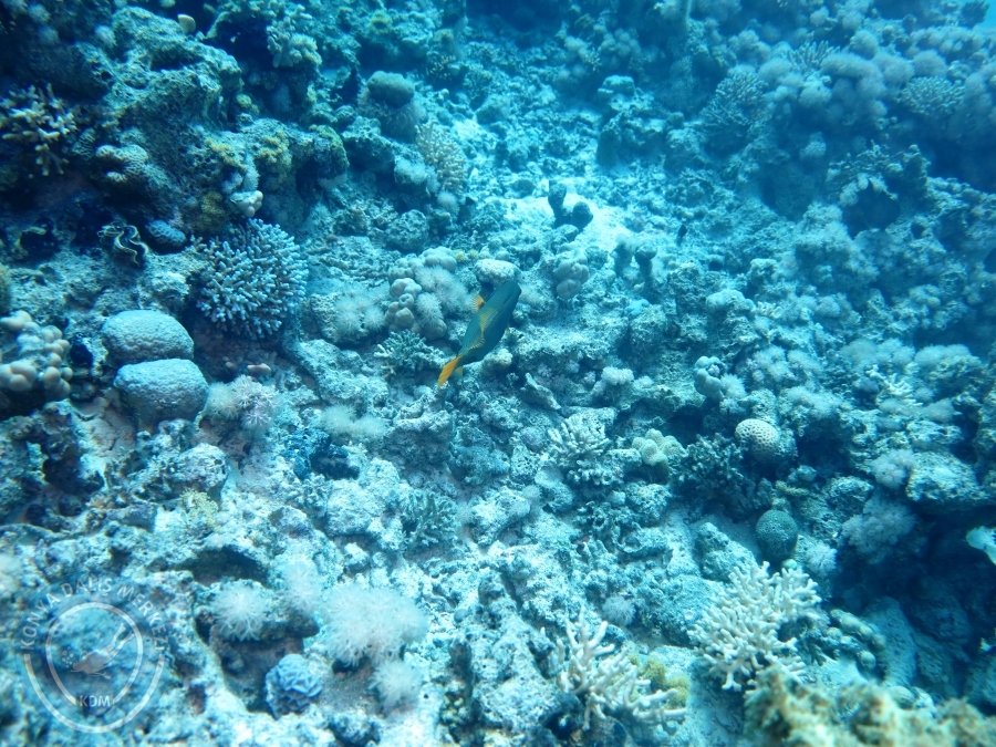 02-08 Aralık 2017 Sharm El Sheikh