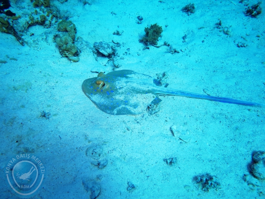 02-08 Aralık 2017 Sharm El Sheikh