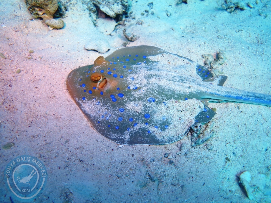 02-08 Aralık 2017 Sharm El Sheikh