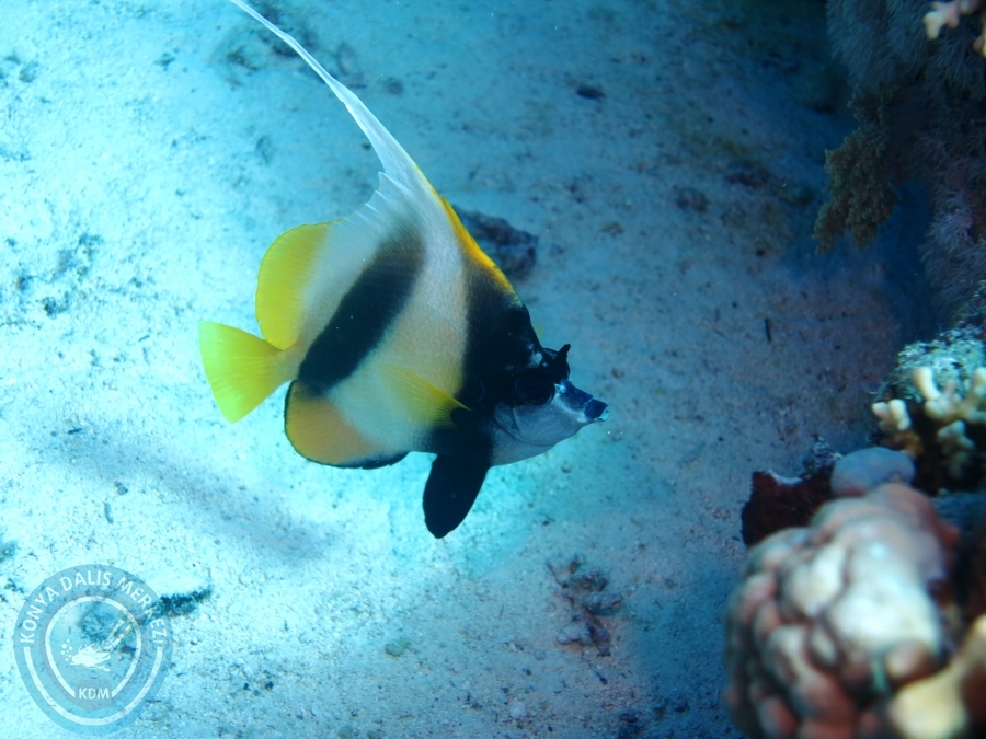 02-08 Aralık 2017 Sharm El Sheikh