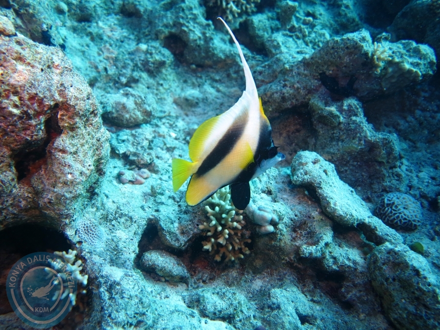 02-08 Aralık 2017 Sharm El Sheikh