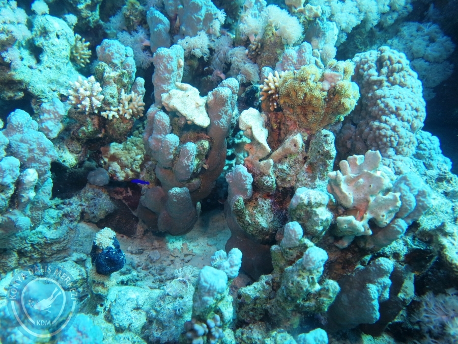 02-08 Aralık 2017 Sharm El Sheikh