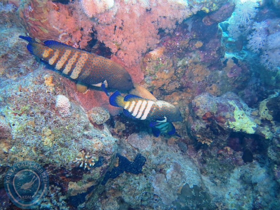 02-08 Aralık 2017 Sharm El Sheikh