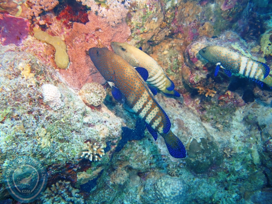 02-08 Aralık 2017 Sharm El Sheikh