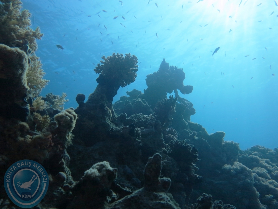02-08 Aralık 2017 Sharm El Sheikh