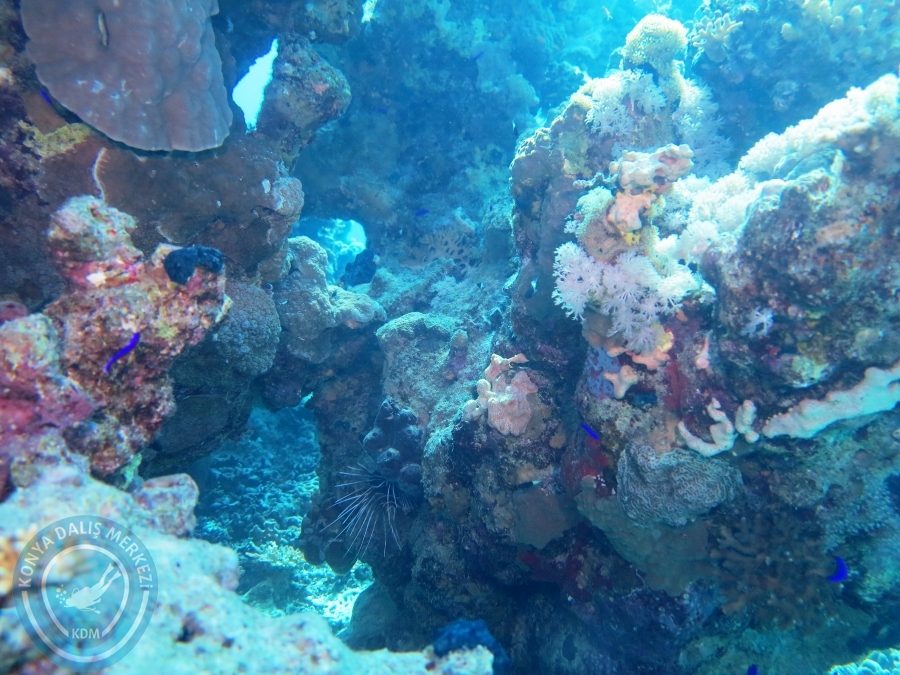 02-08 Aralık 2017 Sharm El Sheikh