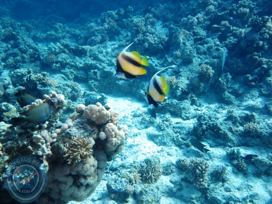02-08 Aralık 2017 Sharm El Sheikh