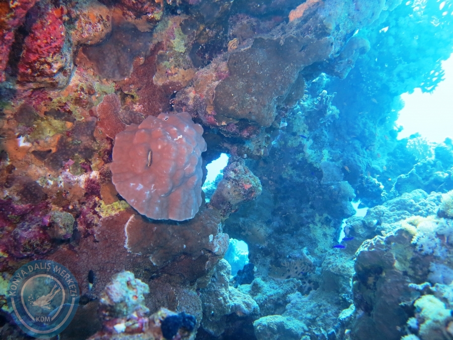 02-08 Aralık 2017 Sharm El Sheikh