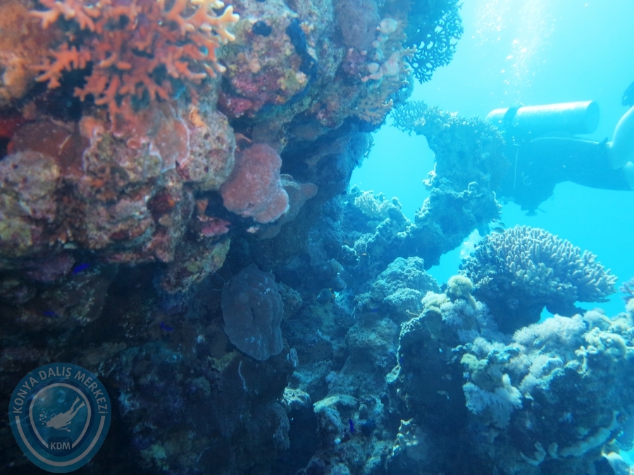 02-08 Aralık 2017 Sharm El Sheikh