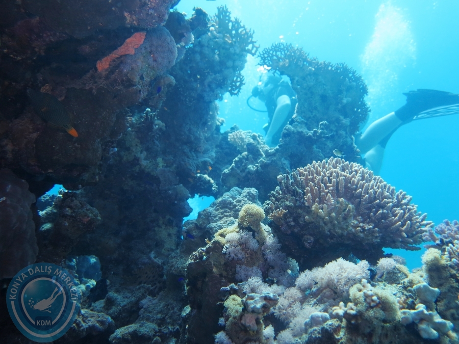 02-08 Aralık 2017 Sharm El Sheikh
