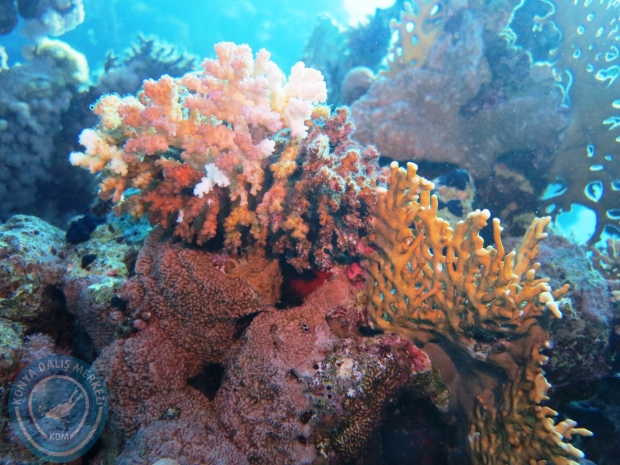 02-08 Aralık 2017 Sharm El Sheikh