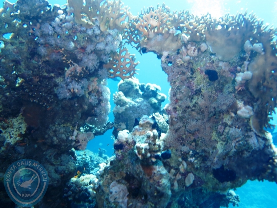 02-08 Aralık 2017 Sharm El Sheikh