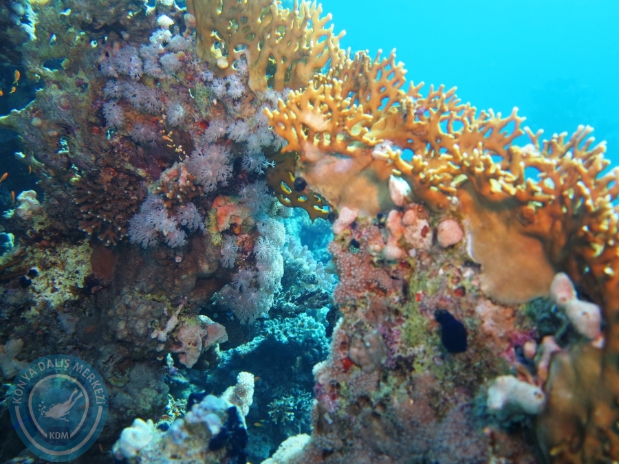 02-08 Aralık 2017 Sharm El Sheikh