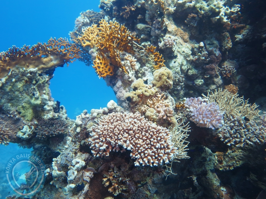 02-08 Aralık 2017 Sharm El Sheikh