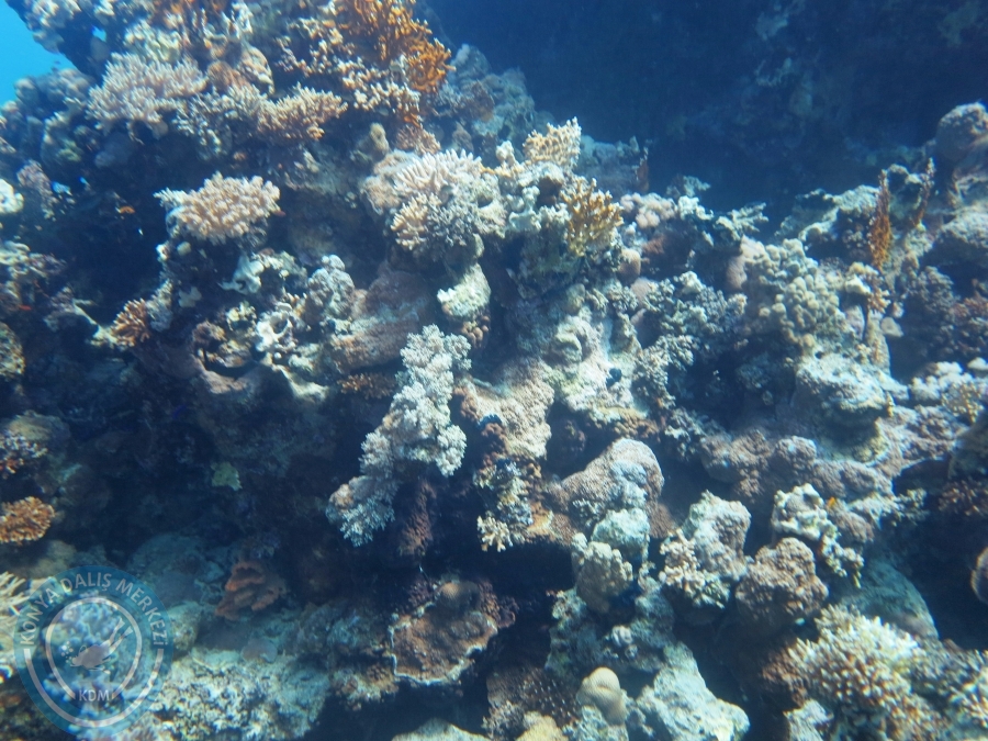 02-08 Aralık 2017 Sharm El Sheikh