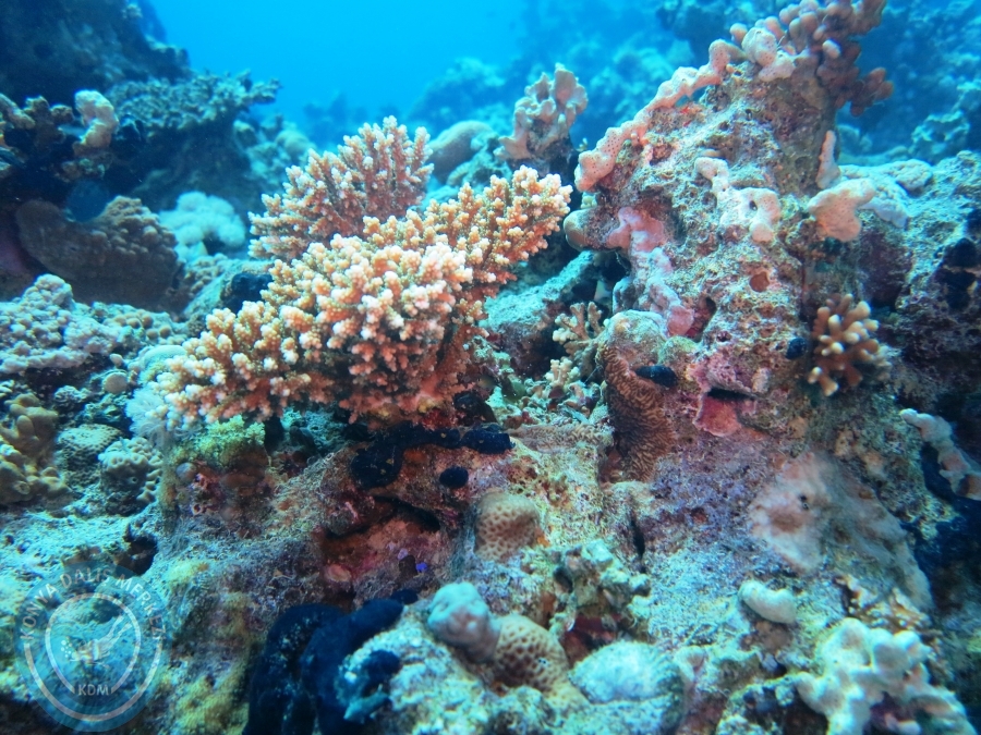 02-08 Aralık 2017 Sharm El Sheikh
