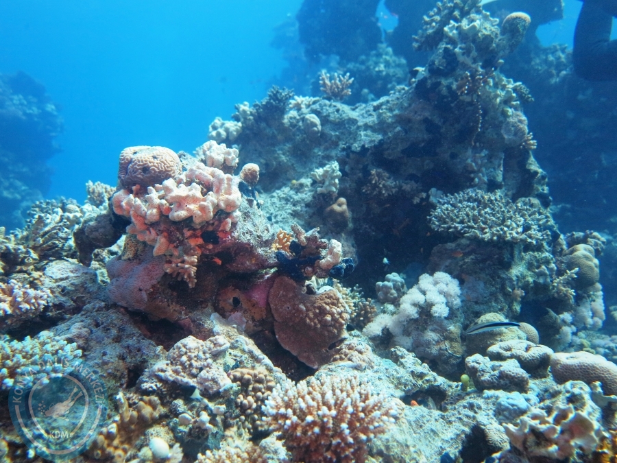 02-08 Aralık 2017 Sharm El Sheikh