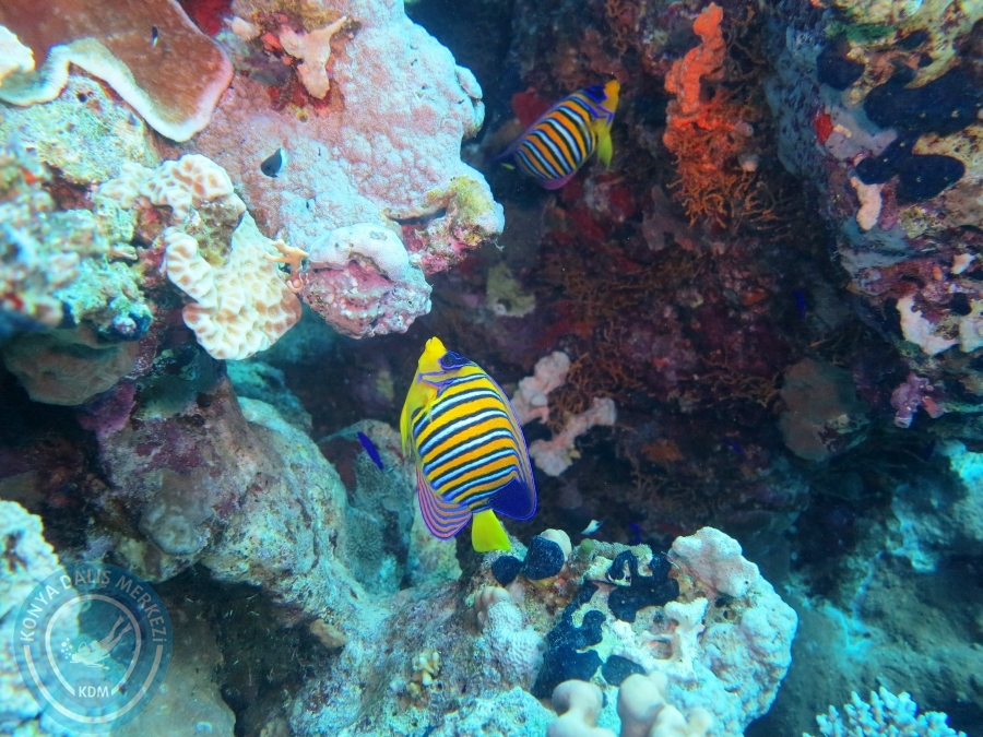 02-08 Aralık 2017 Sharm El Sheikh