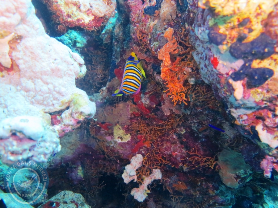 02-08 Aralık 2017 Sharm El Sheikh