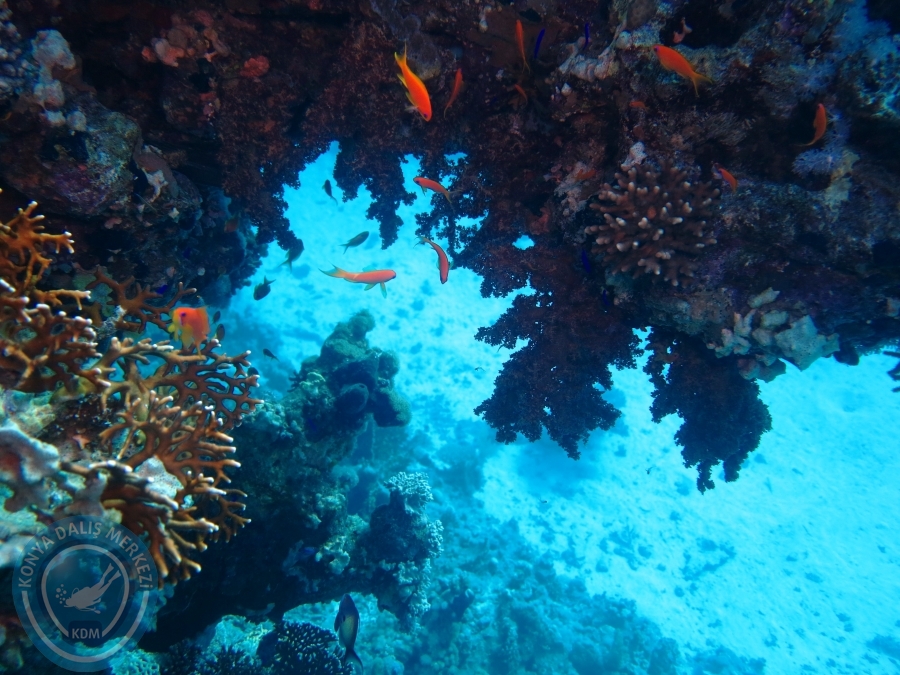 02-08 Aralık 2017 Sharm El Sheikh