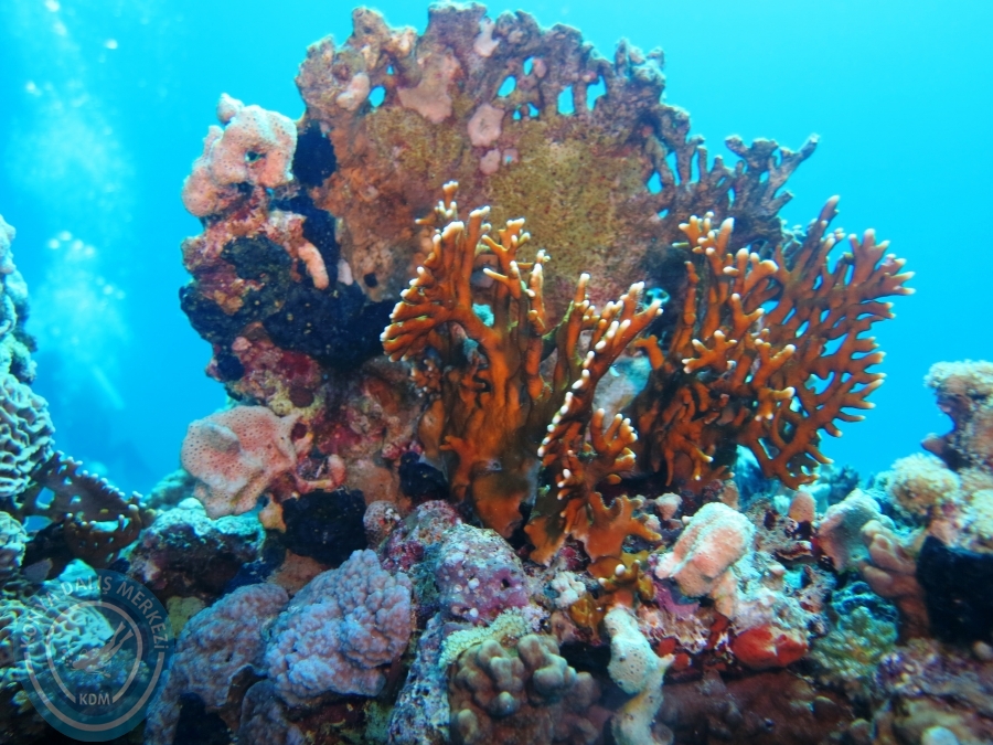 02-08 Aralık 2017 Sharm El Sheikh