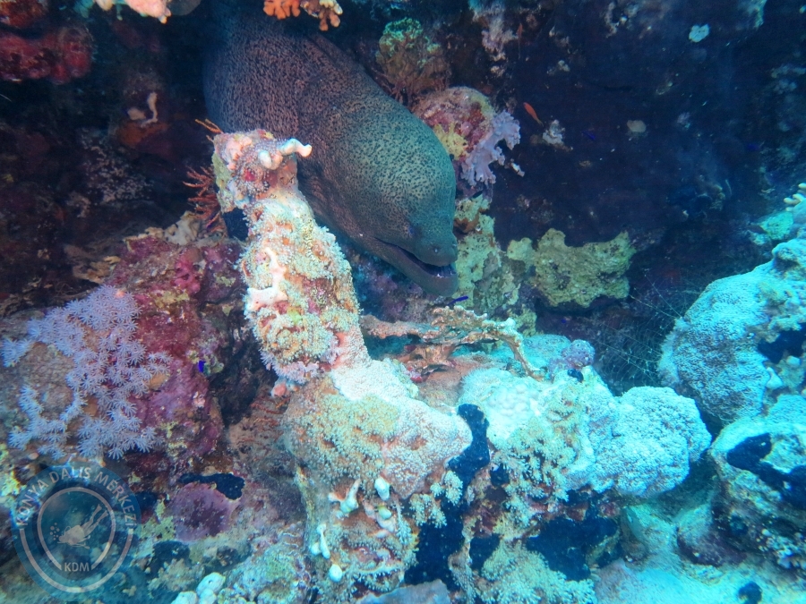 02-08 Aralık 2017 Sharm El Sheikh