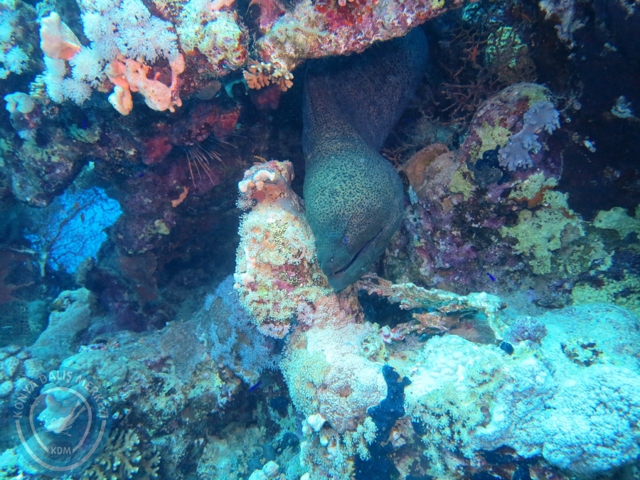 02-08 Aralık 2017 Sharm El Sheikh