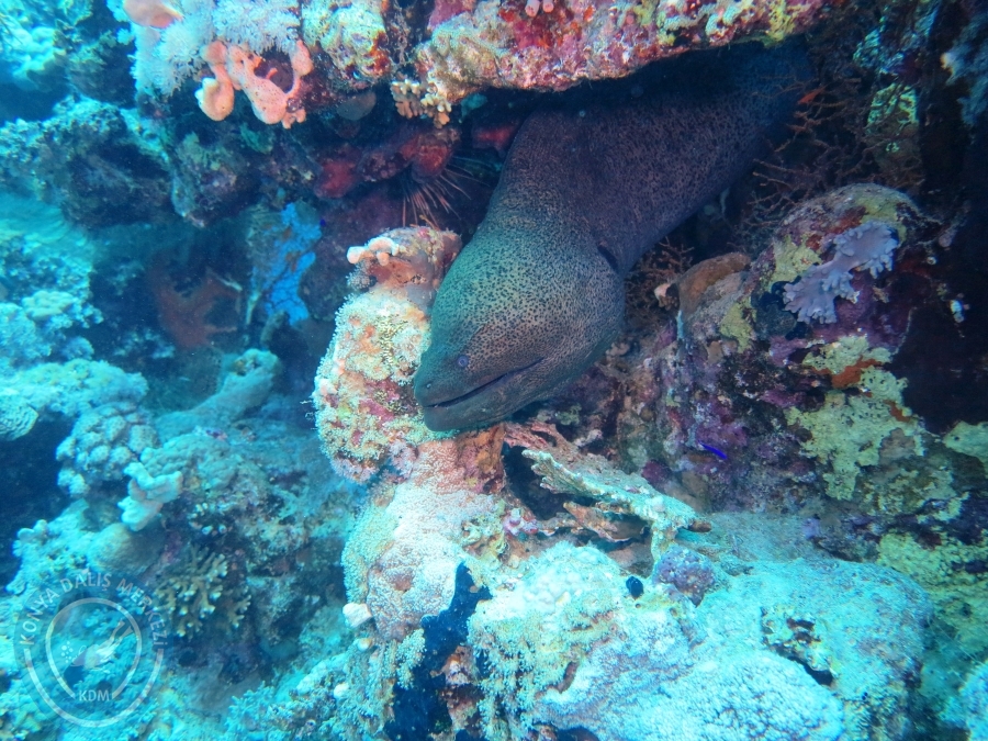 02-08 Aralık 2017 Sharm El Sheikh