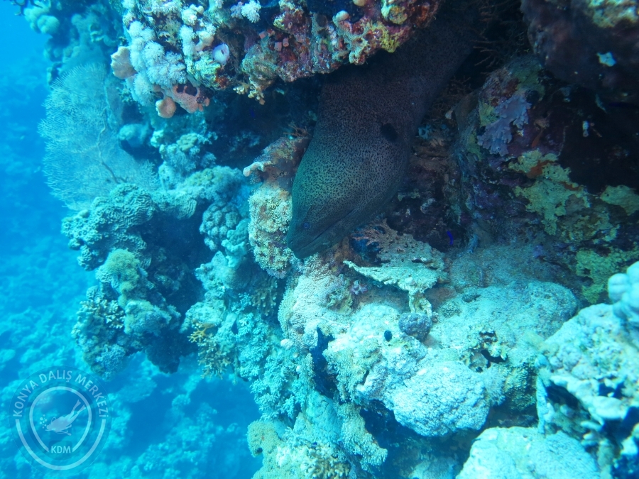 02-08 Aralık 2017 Sharm El Sheikh