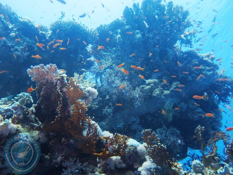 02-08 Aralık 2017 Sharm El Sheikh