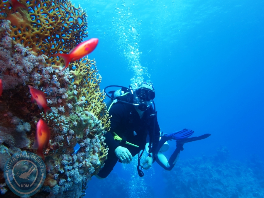 02-08 Aralık 2017 Sharm El Sheikh