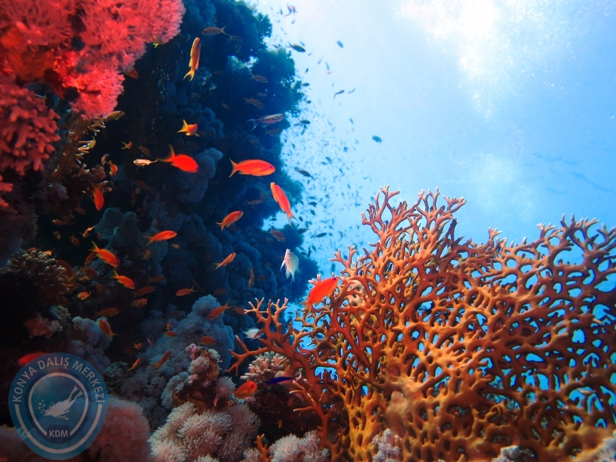 02-08 Aralık 2017 Sharm El Sheikh
