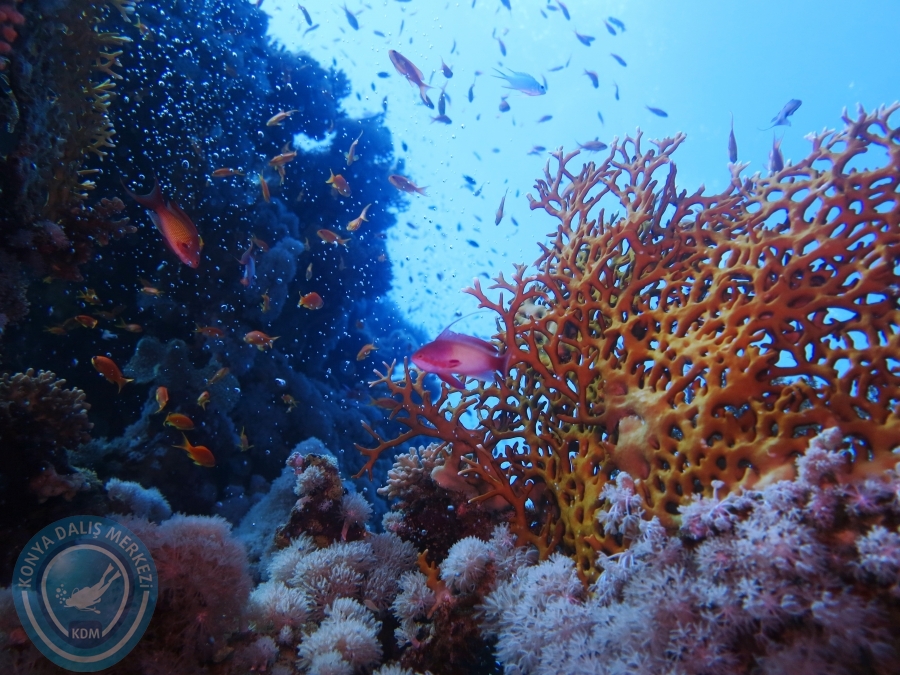 02-08 Aralık 2017 Sharm El Sheikh