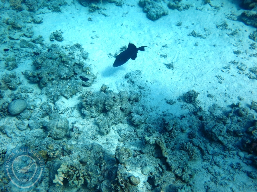 02-08 Aralık 2017 Sharm El Sheikh