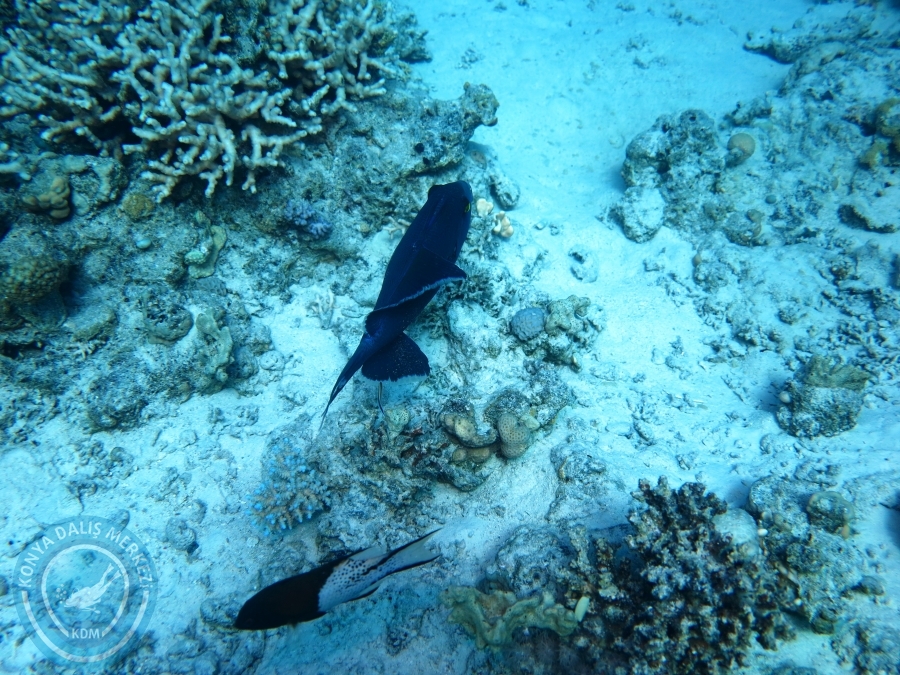 02-08 Aralık 2017 Sharm El Sheikh