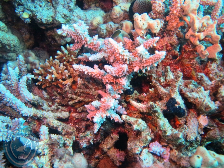 02-08 Aralık 2017 Sharm El Sheikh