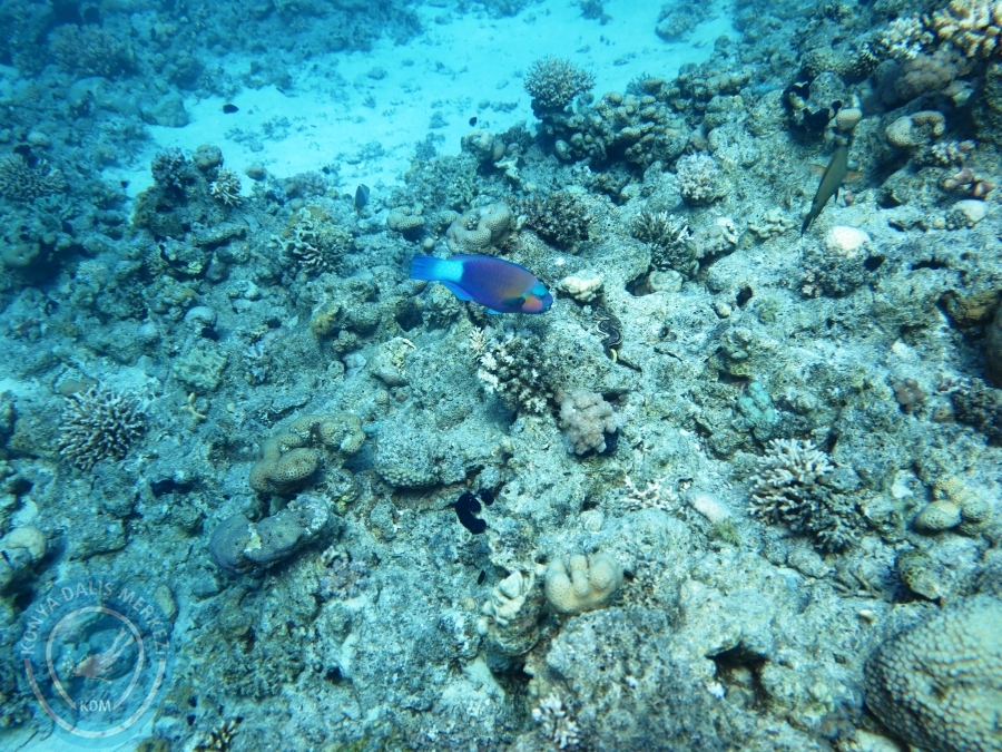 02-08 Aralık 2017 Sharm El Sheikh
