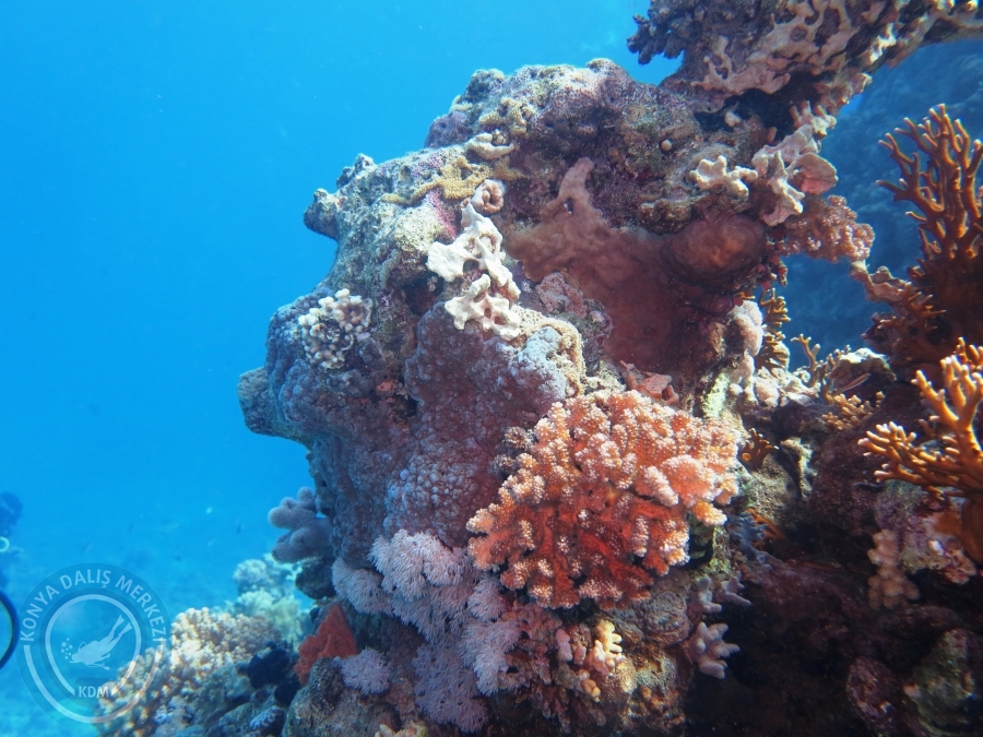 02-08 Aralık 2017 Sharm El Sheikh