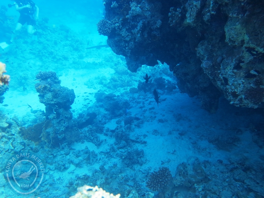 02-08 Aralık 2017 Sharm El Sheikh