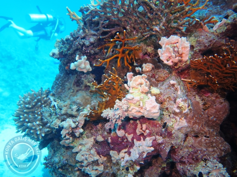 02-08 Aralık 2017 Sharm El Sheikh